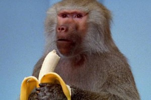 makak je banan